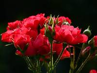 Огромно разнообразие от българска роза 12