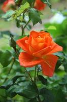 Разновидности българска роза 17