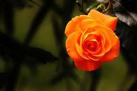 Каталог българска роза 9