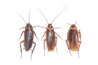 Огромно разнообразие от пръскане срещу хлебарки 32