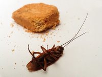 Изберете най-доброто пръскане срещу хлебарки 37
