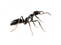 Най-добрите предложения за борба  против мравки 21