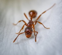 Научете повече за борбата против мравки 22