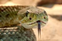 Разгледайте репелент за змии 12