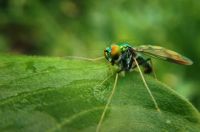 Insektenschutz - 24194 Auszeichnungen