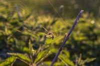 Insektenschutz - 19470 bietet an